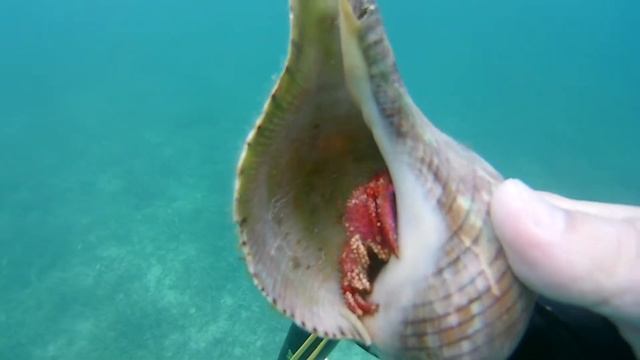 Пушистый рак-отшельник. смотреть онлайн