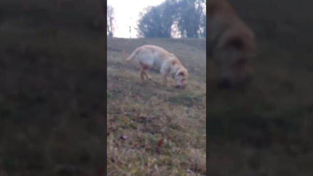 Шар-пей на прогулке смотреть онлайн