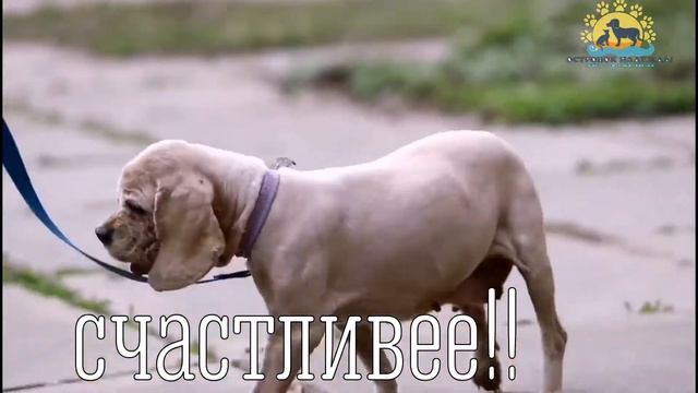 Наш приют "Островок Надежды" в поиске волонтёров по пиару! смотреть онлайн