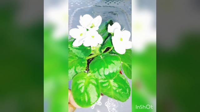 Фиалка Optimara Ontario смотреть онлайн