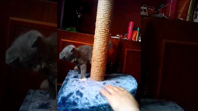 Самый Игривый Комок Шерсти =) смотреть онлайн