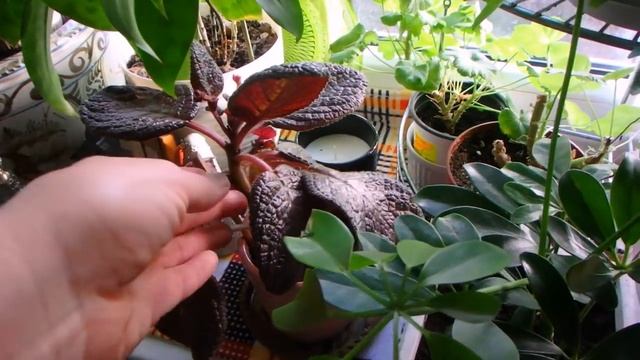 комнатные растения в середине зимы смотреть онлайн