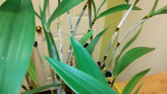 Dendrobium delicatum during its winter dormancy смотреть онлайн