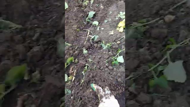 и снова картошка из семечек смотреть онлайн