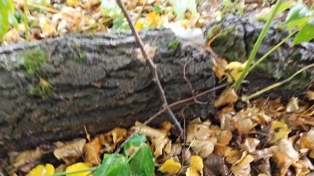 я узнала это Коралловый гриб вырос на пне в деревне 03.09.2021г. Ежовик коралловидный смотреть онлайн