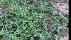 Арбузы с подмосковной бахчи