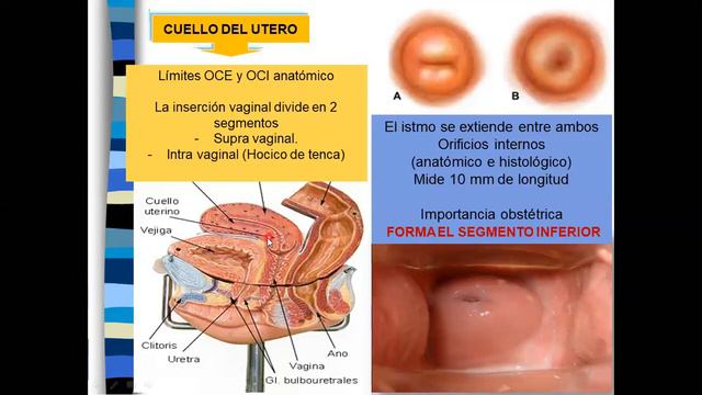 ANATOMIA GENITAL FEMENINA