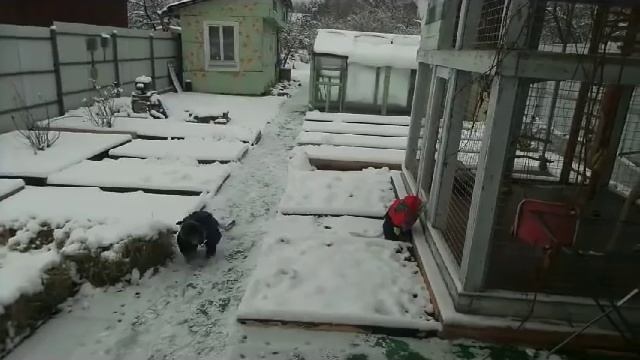 И снова прогулки( яванские макаки Семён и Маруся) смотреть онлайн