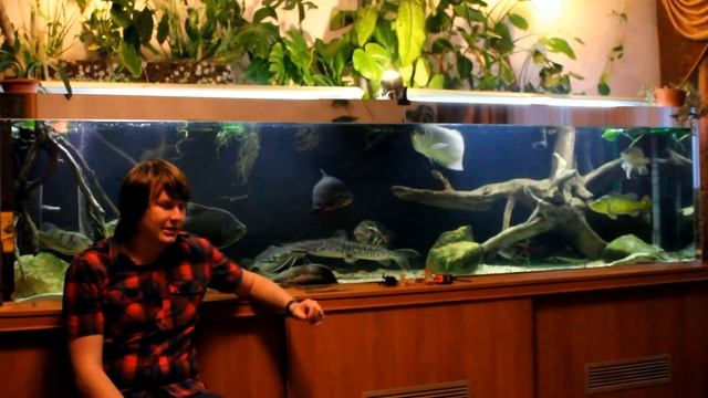 Пресноводные скаты(мой опыт) Часть 2 смотреть онлайн