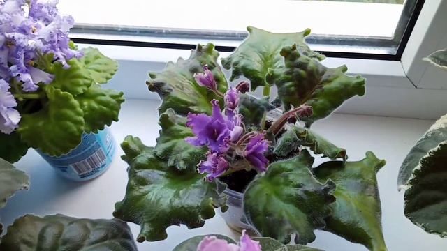 Август! Цветение фиалок на подоконнике! смотреть онлайн