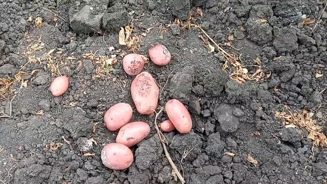 Засухоустойчивый,урожайный и очень вкусный сорт картофеля. смотреть онлайн