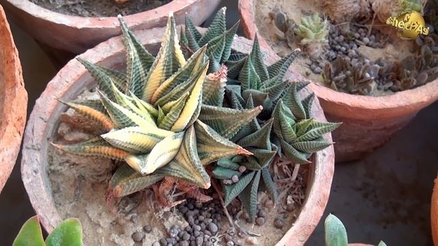 How to Grow Euphoria Cactus Succulent Adenia globosa Agave Haworthia plants at my setup video смотреть онлайн