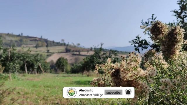 Azerbaijani Dolma Recipe - Delicious Dolma in village - Cabbage Dolma смотреть онлайн