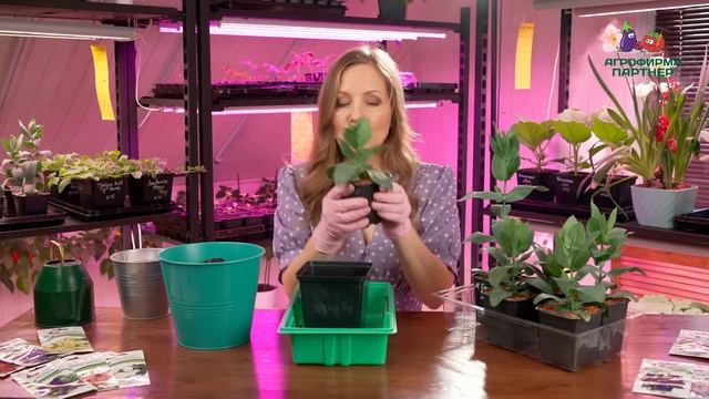 ВРЕМЯ ЦВЕТОВ! Секреты перевалки рассады ЭУСТОМ, и как посеять ЦИННИЮ на рассаду. смотреть онлайн