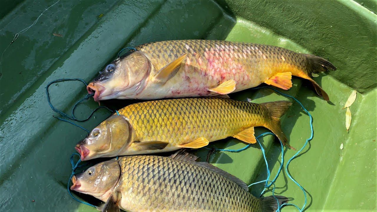 ВОТ ЭТО РЫБАЛКА ВЫШЛА! ОСЕННИЙ САЗАН ПРЁТ! Моя новая лодка в деле. Астрахань. смотреть онлайн