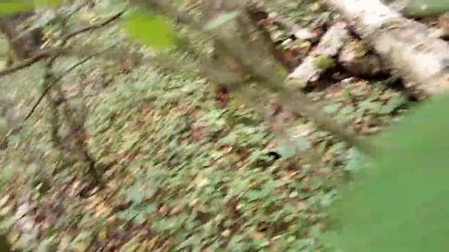 Осенние опята 2020 подмосковье большой урожай сбор часть 2 смотреть онлайн