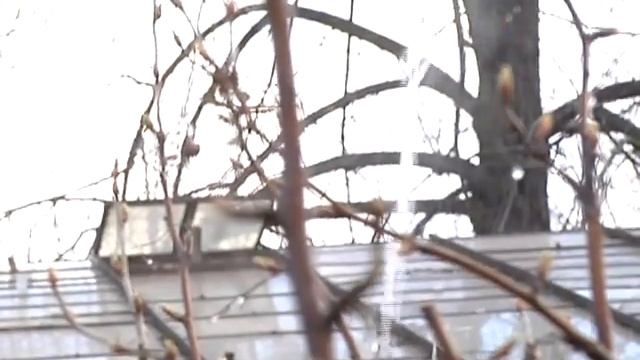 Зеленый участок. Обработка смородины от почкового клеща смотреть онлайн