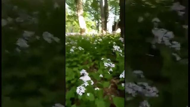 Сад Гесперид. Мифы и легенды смотреть онлайн