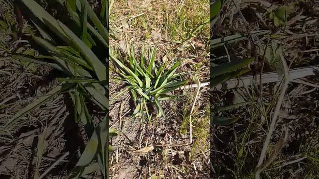 Первые цветы на участке весной. #plant #цветы #первоцветы смотреть онлайн