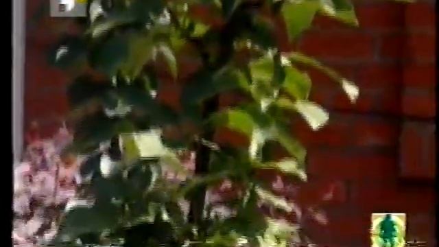 наш сад колоновидные яблони, прививка косточковых смотреть онлайн