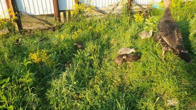 Содержание индюков с месяца смотреть онлайн