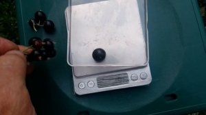 смородина селеченская  2