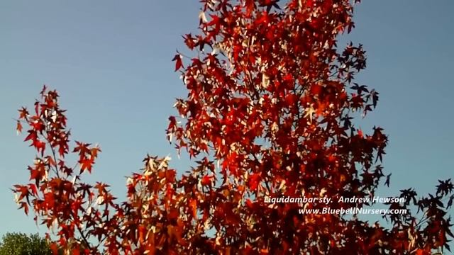Liquidambar styraciflua 'Andrew Hewson' (Sweet Gum Tree) смотреть онлайн