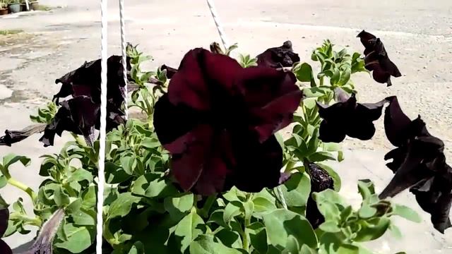 Black Cat Petunia Flower