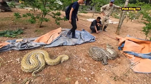 The Roar Of 2 Giant Python 300 Pound смотреть онлайн