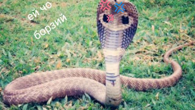 самая опасная змея на земле смотреть онлайн