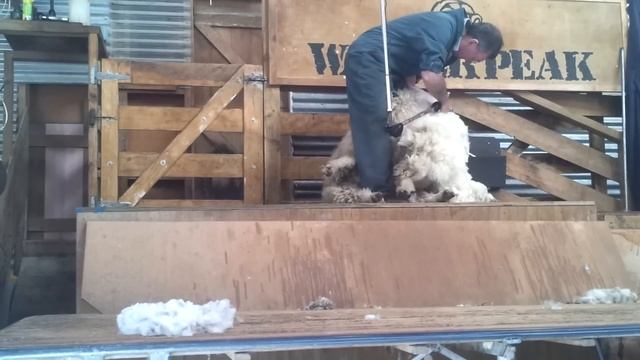 Стрижка овцы New Zeland