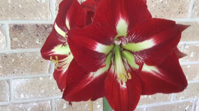 Amaryllis Hippeastrum Barbados