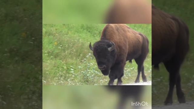 Звуки диких животных,кошки ,собаки,коровы,быка смотреть онлайн