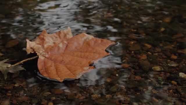 Ф.Тютчев - ЛИСТЬЯ смотреть онлайн