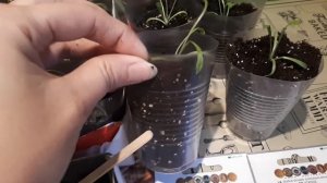 Статица Отличное растение для сада и букета на зиму! Пикировка !