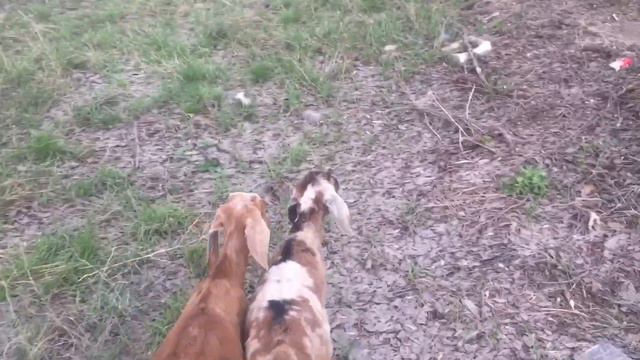 Сено нет,пошли искать траву. смотреть онлайн