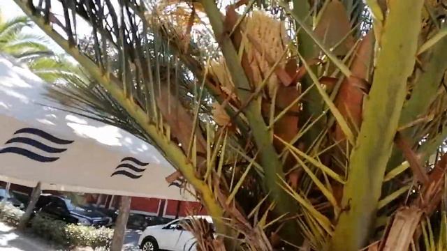 Финиковая пальма смотреть онлайн