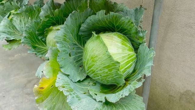 Housewives' Dream Cabbage Garden, Growing Cabbage In Plastic Bottles