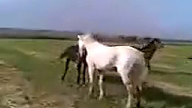 Конь - Буян смотреть онлайн