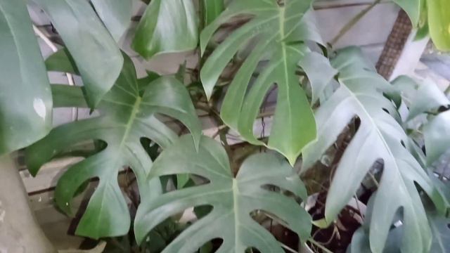 5 TANAMAN HIAS UNTUK DIPAJANG DI CAFE KEKINIAN BIKIN SEGAR DAN INSTAGRAMABLE смотреть онлайн