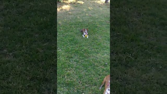 Daisy, Dora, Daphne, Penélope смотреть онлайн