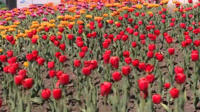 Озеленение Владивостока