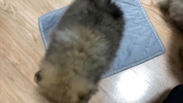 Щенкам шпица полтора месяца. Шпиц Шоколадка крупным планом смотреть онлайн