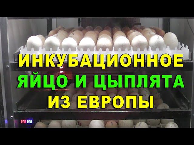 Принимаю заявки на инкубационное яйцо из европы. Сезон 2022 открыт. смотреть онлайн