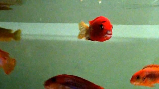 Labidochromis spec. Hongi super red смотреть онлайн