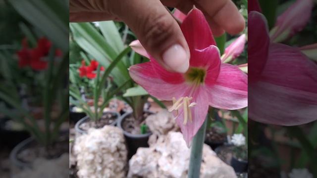 ว่านสี่ทิศ/Amarillis มีชื่อว่าNeon/นีออน🌺🌺🌺 смотреть онлайн