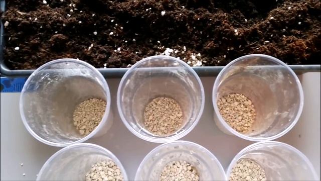 КАК ПОСАДИТЬ ЛИЛИИ ВЕСНОЙ смотреть онлайн