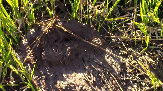 Бобровый ручей: начало лета. смотреть онлайн