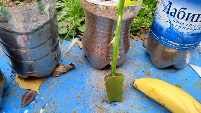 4способа посадки роз! смотреть онлайн