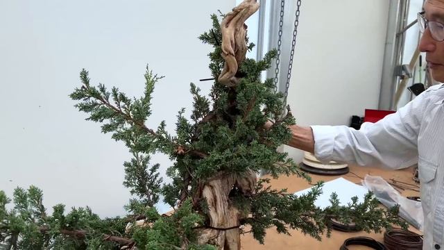 Making a Tanuki Bonsai смотреть онлайн